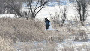 Первый случай в истории наблюдений: аиста на зимовке заметили в Приамурье - gtrkamur.ru
