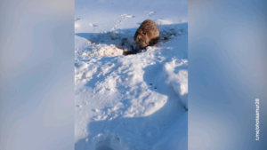 Редкий дикий кот прогулялся по двору амурчанина и полакомился угощением - gtrkamur.ru