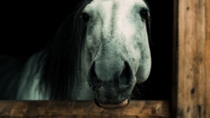 Лошади, сани и фотосессии: как семья из Приамурья развивает конное дело на ДВ-гектарах - gtrkamur.ru