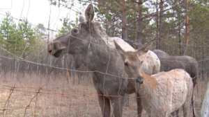 В Ташинском заказнике в объектив охотоведов попала лосиха с подросшим детёнышем - gtrkamur.ru