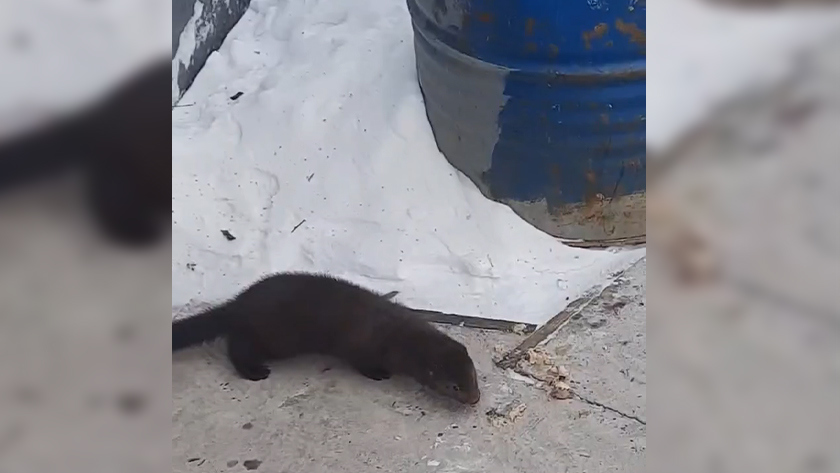 Бесплатные обеды: егери подкармливают норку в Сковородинском округе - gtrkamur.ru