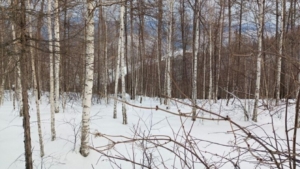 Более 20 тысяч км по следам: амурские охотоведы посчитают диких зверей и птиц по всему региону - gtrkamur.ru