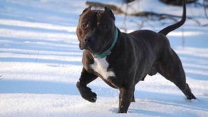 «Он не кусается»: житель Февральска заплатит штраф за собаку на самовыгуле - gtrkamur.ru