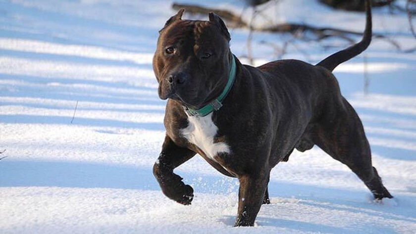 «Он не кусается»: житель Февральска заплатит штраф за собаку на самовыгуле - gtrkamur.ru