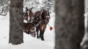 Нестандартное увлечение: любители и профессионалы конного спорта в регионе активно проводят зимний сезон - gtrkamur.ru