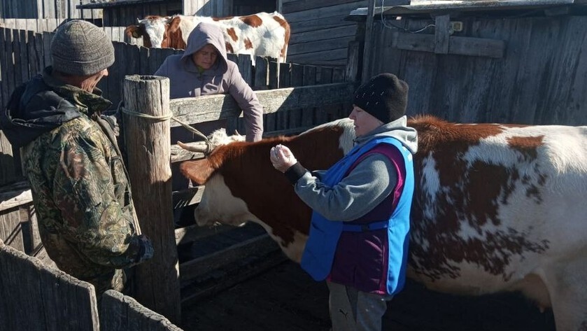 100% смертность: в Приамурье стартовала массовая вакцинация скота от бешенства - gtrkamur.ru