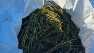 В Приамурье вынесли приговор обвиняемому в сбыте наркотиков в особо крупном размере - gtrkamur.ru