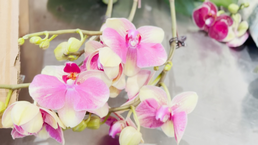 В Амурскую область впервые привезли 5 тысяч горшечных растений для защищенного грунта из КНР - gtrkamur.ru