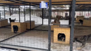 Директор и главбух приюта для животных в Шимановске подозреваются в присвоении крупной суммы денег - gtrkamur.ru