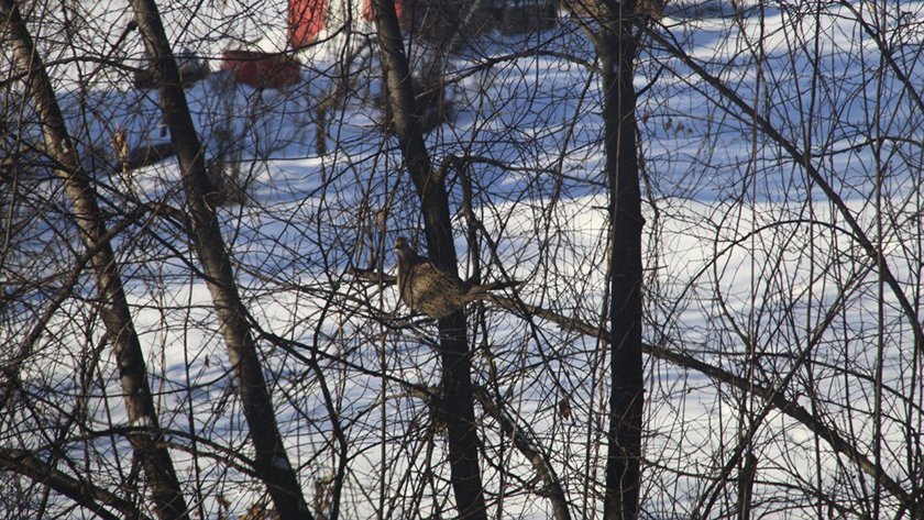 В Ивановском округе охотоведы запечатлели сидящую на дереве стаю фазанов - gtrkamur.ru