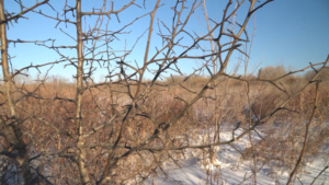 Жителей области просят не высаживать на своих участках опасное растение - gtrkamur.ru