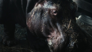 Трогательное кино с юмором и любовью: амурчан приглашают на показ исторической драмы «Красавица» - gtrkamur.ru