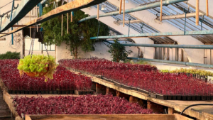 Хосты, ирисы, лилейники: в Благовещенске готовятся к сезону озеленения - gtrkamur.ru