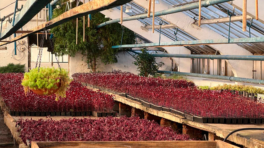 Хосты, ирисы, лилейники: в Благовещенске готовятся к сезону озеленения - gtrkamur.ru