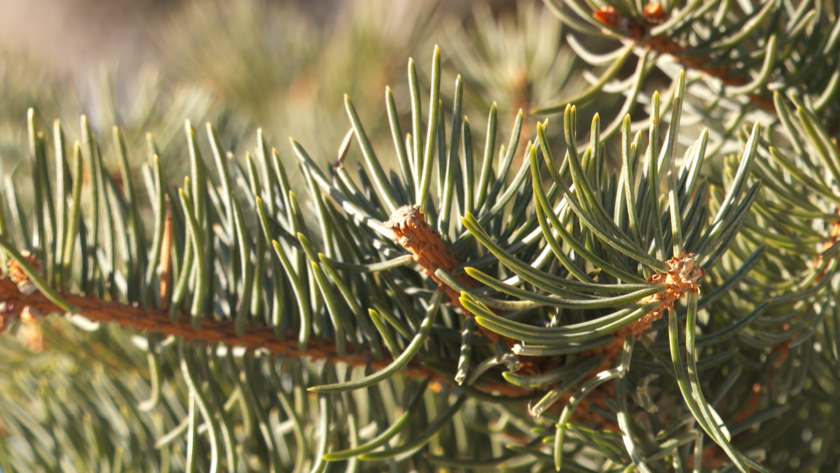 В долине Амура в выходные ожидается умеренный и сильный снег – погода на неделю в регионе - gtrkamur.ru