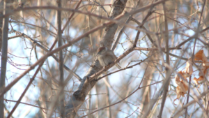 Без осадков: прогноз погоды на 12 февраля в Приамурье - gtrkamur.ru