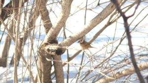 Местами небольшой снег: погода в Приамурье 13 февраля - gtrkamur.ru