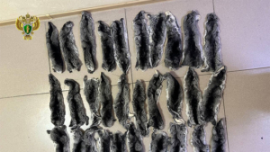 1,5 тыс. шкурок соболя на 8 млн:  в Приамурье дело о контрабанде пушнины направила в суд - gtrkamur.ru