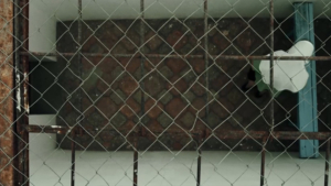 Амурским школьникам будут показывать фильм о жизни молодых террористов в тюрьме - gtrkamur.ru