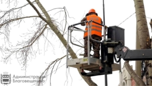 Не только спилить, но и вылечить: как коммунальщики заботятся о зеленом фонде города - gtrkamur.ru