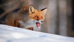 В селе Гродеково ввели карантин по бешенству - gtrkamur.ru