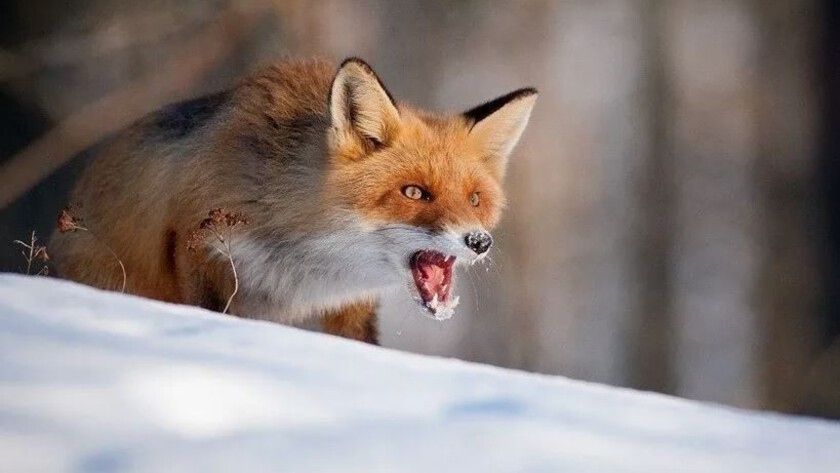 В селе Гродеково ввели карантин по бешенству - gtrkamur.ru