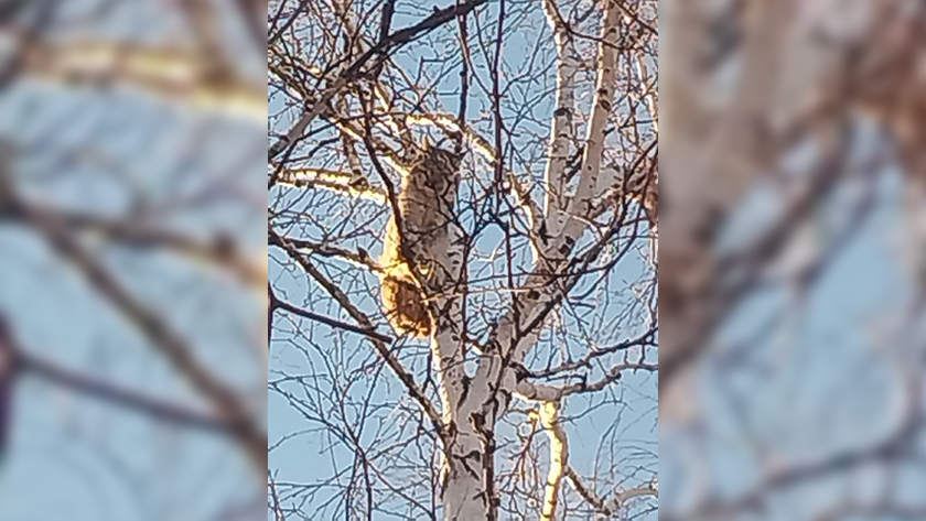 Рысь прогулялась по Зее: сидела на дереве и даже заглянула в гостиницу - gtrkamur.ru
