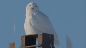 Амурский фотограф запечатлел будни полярной совы - gtrkamur.ru