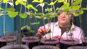 Новое оборудование для ускоренной селекции получили в НИИ сои Приамурья - gtrkamur.ru