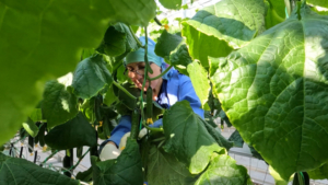 На территории амурских школ появятся теплицы по поручению губернатора Василия Орлова - gtrkamur.ru