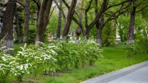 Благовещенск зазеленеет – в городе высадят сотни деревьев и тысячи кустарников - gtrkamur.ru