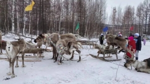 Тайный обряд и прыжки через нарты: как на севере Приамурья отпраздновали День оленевода и охотника - gtrkamur.ru