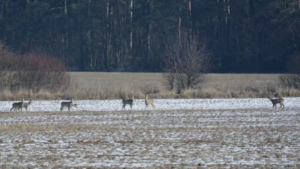 Трех браконьеров задержали в Серышевском округе - gtrkamur.ru