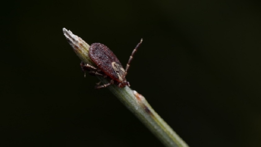 Амурчанам напоминают о необходимости поставить прививку против клещевого энцефалита - gtrkamur.ru