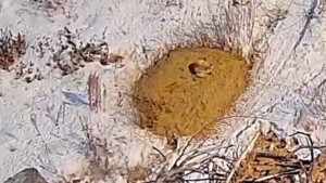 Амурский орнитолог запечатлел кадры сорванного воронами дневного отдыха лисицы - gtrkamur.ru