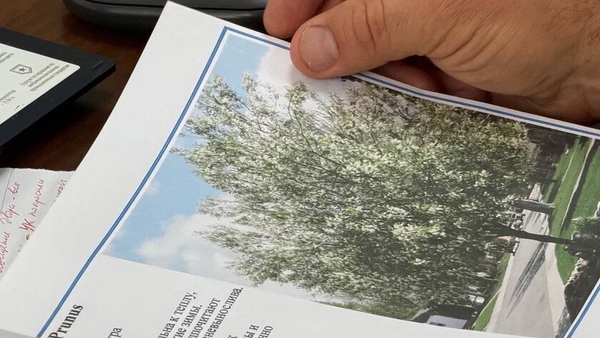 Весной в Благовещенске высадят 200 крупномерных деревьев - gtrkamur.ru