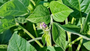 Два новых сорта сои из Амурской области попали в Госреестр - gtrkamur.ru