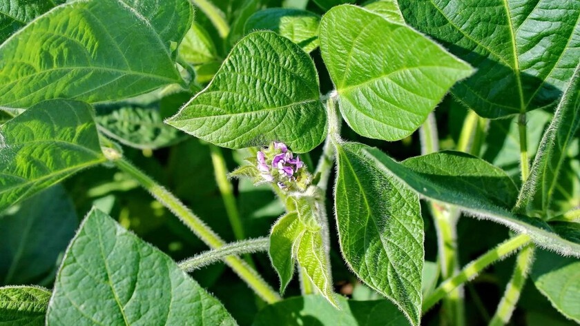 Два новых сорта сои из Амурской области попали в Госреестр - gtrkamur.ru