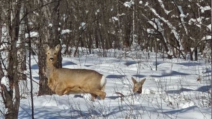 Зимние трудности косуль в Амурской области попали на видео - gtrkamur.ru