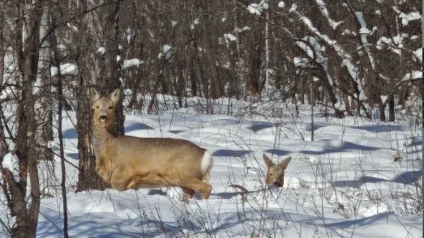 Зимние трудности косуль в Амурской области попали на видео - gtrkamur.ru