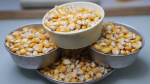 Амурские аграрии отправили в Китай и Монголию более 2 тысяч тонн кукурузы - gtrkamur.ru