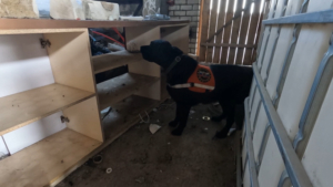 Кинологи УФСИН обучают волонтёров работе со служебными собаками - gtrkamur.ru