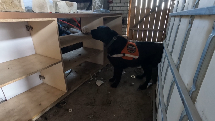 Кинологи УФСИН обучают волонтёров работе со служебными собаками - gtrkamur.ru