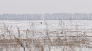 В Амурской области завершились учеты охотничьих видов животных - gtrkamur.ru