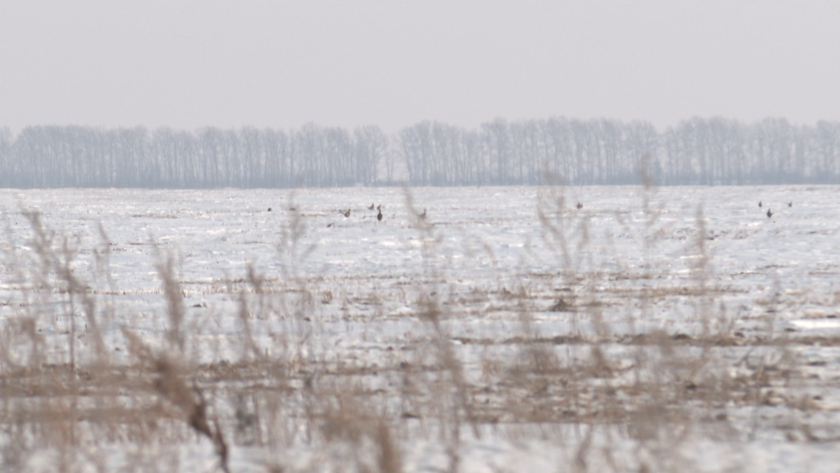 В Амурской области завершились учеты охотничьих видов животных - gtrkamur.ru