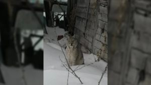 Рысь вышла к людям в Свободненском районе - gtrkamur.ru