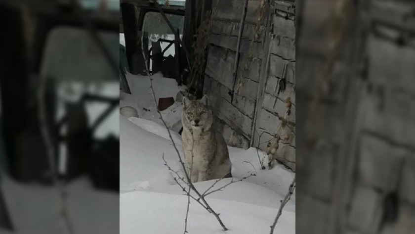 Рысь вышла к людям в Свободненском районе - gtrkamur.ru