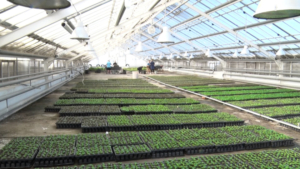 Несколько десятков тысяч растений высадили в благовещенских теплицах, чтобы летом украсить клумбы города - gtrkamur.ru