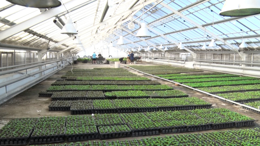 Несколько десятков тысяч растений высадили в благовещенских теплицах, чтобы летом украсить клумбы города - gtrkamur.ru