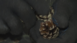 «Как в бане с сосновым маслом»:  как готовят семена будущих хвойных саженцев к посадке - gtrkamur.ru